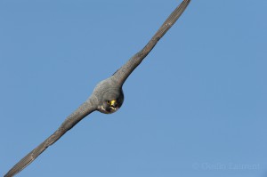 Peregrine falcon (Falco peregrinus) in flight, Barcelona, Spain.