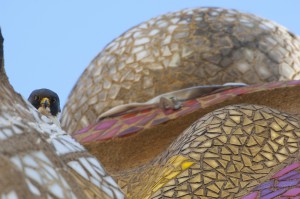 Peregrine falcon (Falco peregrinus) on one of the Sagrada familia cathedral spires, designed by Gaudi, Barcelona, Spain