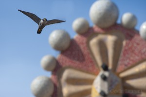 Peregrine falcon (Falco peregrinus) flying in front of one of the spires of the Sagrada familia cathedral, designed by Gaudi, Barcelona, Spain.