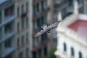 Peregrine falcon (Falco peregrinus) in flight, Barcelona, Spain.