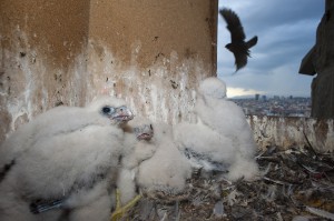 Peregrine falcon (Falco peregrinus) chicks in nest, Sagrada Familia, Barcelona, Spain.