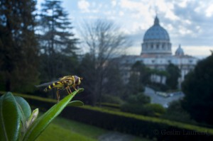 Yellow-legged moustached icon hoverfly (Syrphus ribesii) resting on leaf in the Vatican garden with St Peter's in the background, Rome, Italy.