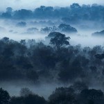 Misty forest, South Africa...