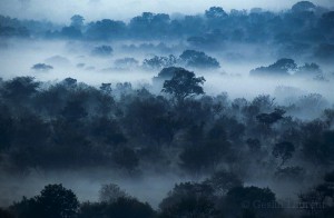 Misty forest, South Africa...