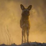 African wild dog, Botswana...