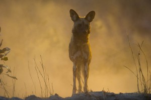 African wild dog, Botswana...