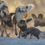 African wild dog, Botswana...