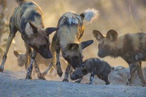 African wild dog, Botswana...