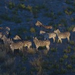 Common zebra, Okavango, Botswana...