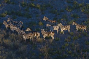 Common zebra, Okavango, Botswana...