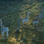 Giraffes, Okavango, Botswana...