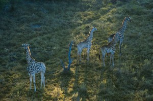 Giraffes, Okavango, Botswana...
