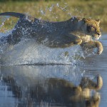 Lionness, Okavango, Botswana...