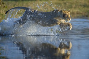 Lionness, Okavango, Botswana...