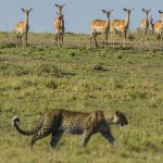 Leopard and Impalas, Masai Mara, Kenya...