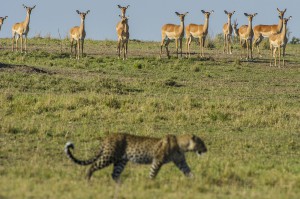 Leopard and Impalas, Masai Mara, Kenya...