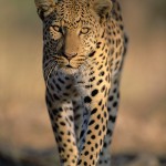 Leopard, South Africa...