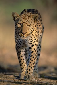 Leopard, South Africa...