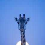 Giraffe, Okavango, Botswana...