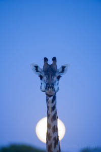 Giraffe, Okavango, Botswana...