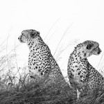 Cheetah, Masai Mara, Kenya...
