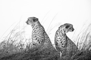 Cheetah, Masai Mara, Kenya...