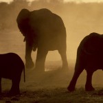 Elephants, Caprivia Strip, Namibia...