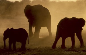 Elephants, Caprivia Strip, Namibia...