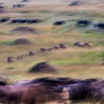 Wildebeest migration, Masai Mara, Kenya...