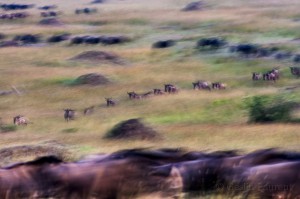 Wildebeest migration, Masai Mara, Kenya...