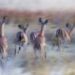 Impalas, Okavango, Botswana...