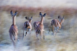 Impalas, Okavango, Botswana...