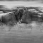 Wildebeest migration, Masai Mara, Kenya...