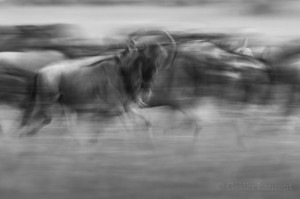 Wildebeest migration, Masai Mara, Kenya...