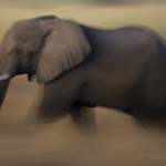 Elephant, Caprivi Strip, Namibia...