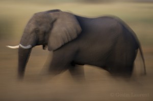 Elephant, Caprivi Strip, Namibia...