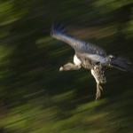 Ruppell's vulture, Masai Mara, Kenya...