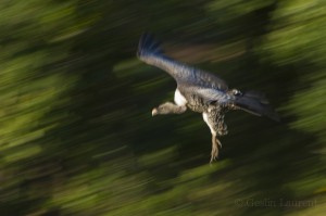 Ruppell's vulture, Masai Mara, Kenya...