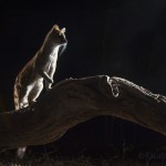 Large spotted genet, Okavango, Botswana...