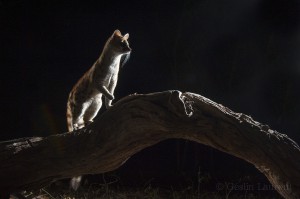 Large spotted genet, Okavango, Botswana...