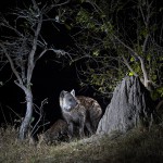 Spotted hyena, Botswana...