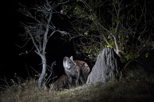 Spotted hyena, Botswana...