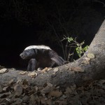 Honey badger, Okavango, Botswana...