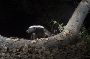 Honey badger, Okavango, Botswana...