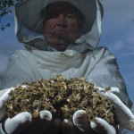 Bees-Colony-collapse-disorder_Laurent-Geslin_01