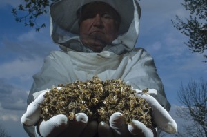 Bees-Colony-collapse-disorder_Laurent-Geslin_01