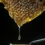 Bees-Colony-collapse-disorder_Laurent-Geslin_02