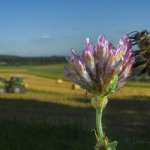 Bees-Colony-collapse-disorder_Laurent-Geslin_03