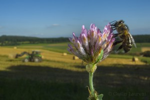 Bees-Colony-collapse-disorder_Laurent-Geslin_03