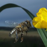 Bees-Colony-collapse-disorder_Laurent-Geslin_04